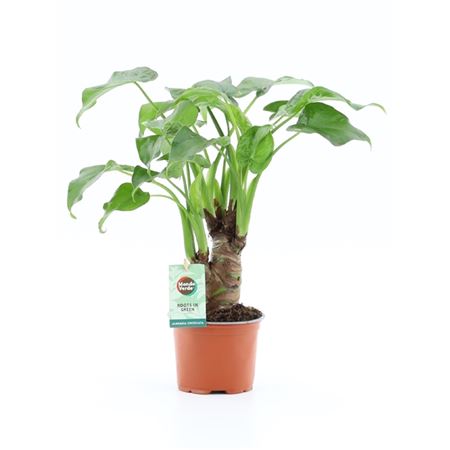 Alocasia Cucullata On Stem