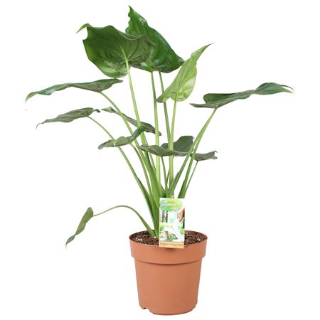 Alocasia Cucullata