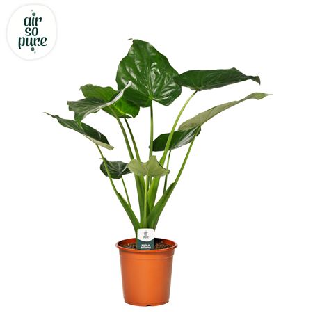 Alocasia Cucullata P21 (air So Pure)