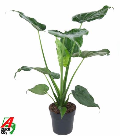 Alocasia Cucullata (no Gap)