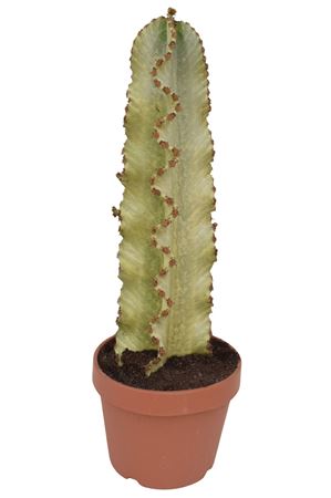 Euphorbia Ingens Marmorata P26 Euphinge26mar