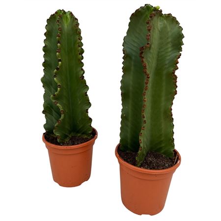 Euphorbia Ingens