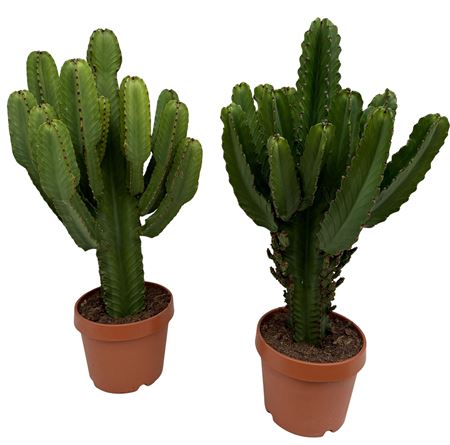 Euphorbia Ingens