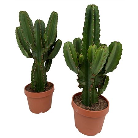 Euphorbia Ingens