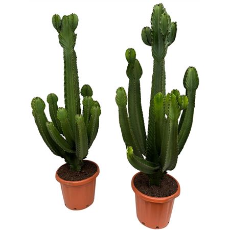 Euphorbia Ingens