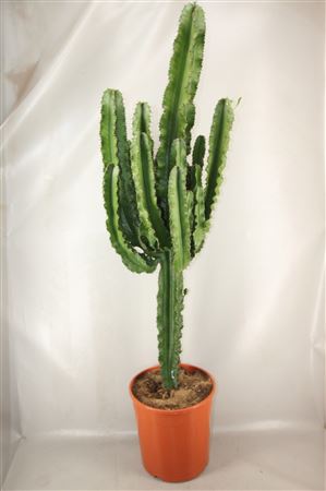 Euphorbia Ingens