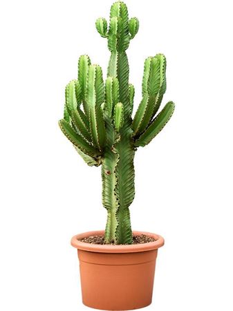 Euphorbia Ingens