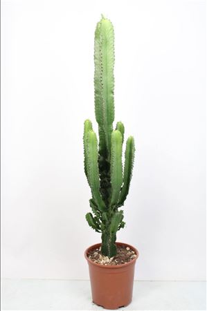 Euphorbia Eritrea