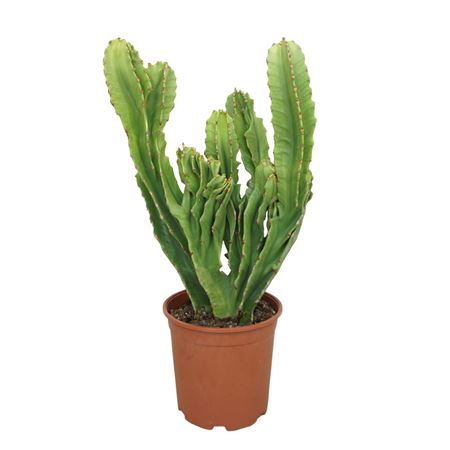 Euphorbia Ingens Cristata