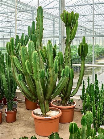 Euphorbia Erytrea Branched