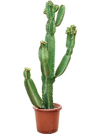 Euphorbia Ingens Marmonata