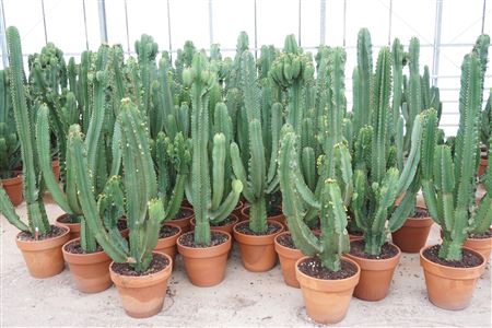 Euphorbia Ingens