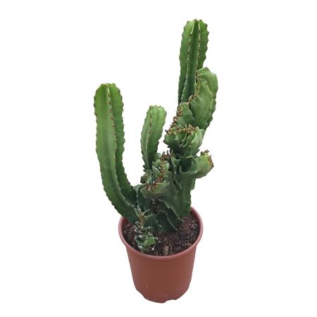 Euphorbia Ingens Cristata