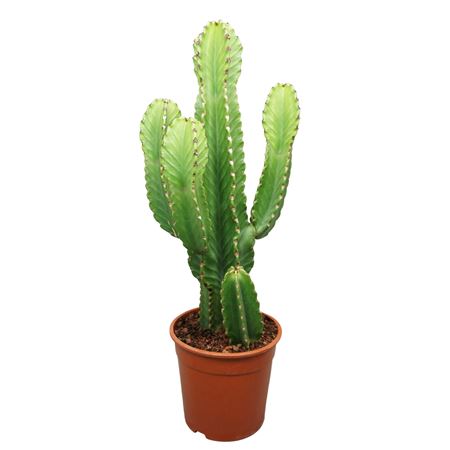 Euphorbia Ingens In Plastic