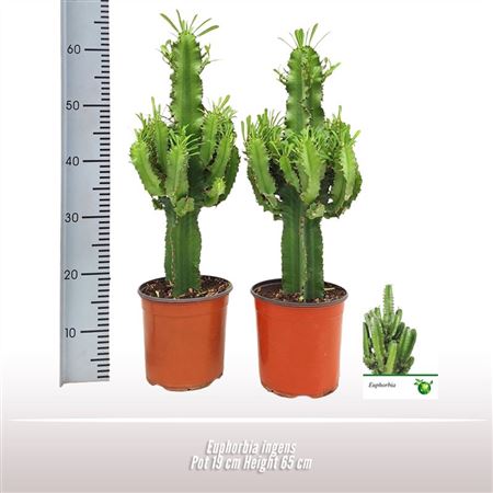 Euphorbia Ingens