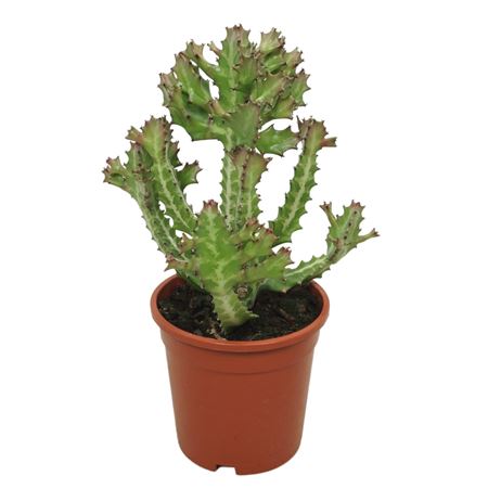 Euphorbia Lactea