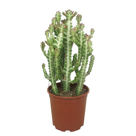 Euphorbia Lactea Potcover.