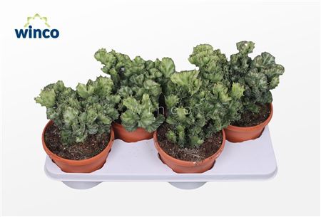 Euphorbia Lactea Cristata