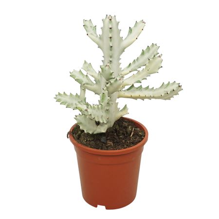 Euphorbia Lactea Variegata 'white Ghost' 17