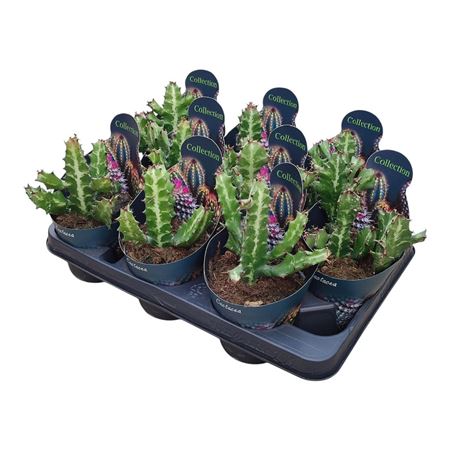 Euphorbia Lactea Potcover.