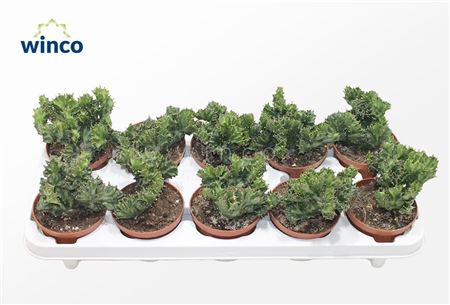 Euphorbia Lactea Cristata