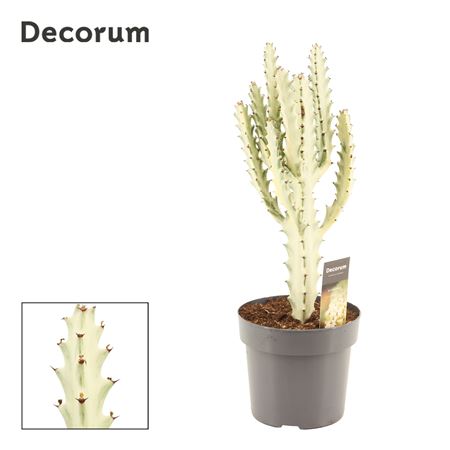 Euphorbia Lactea 17 Ghost (decorum)