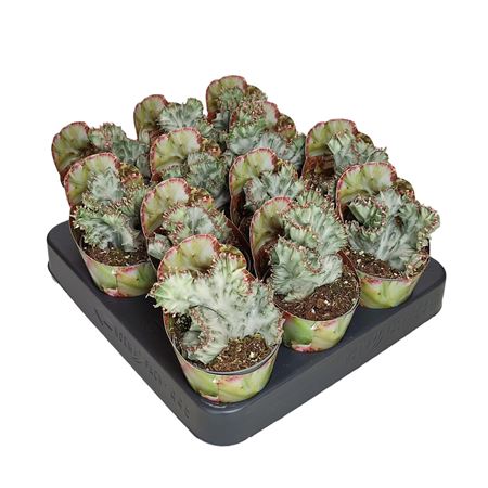 Euphorbia Lactea Crestata White Ghost Potcover