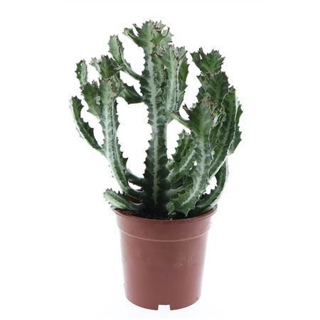 Euphorbia Lactea