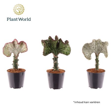 Euphorbia Lactea 'cristata'mix