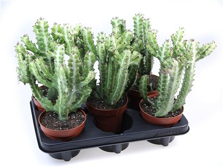 Euphorbia Lactea Potcover.