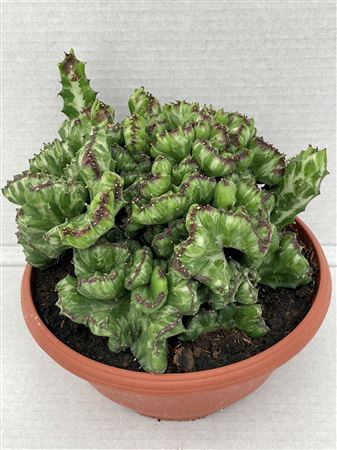 Lactea Cristaat Bowl