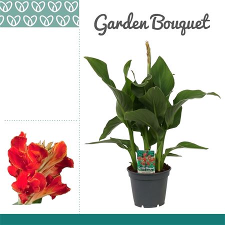 Canna Madeira