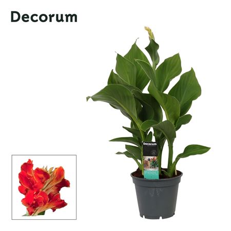 Canna Madeira (decorum)