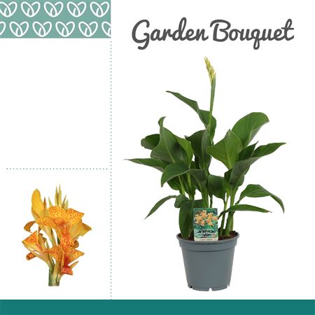 Canna Tenerife