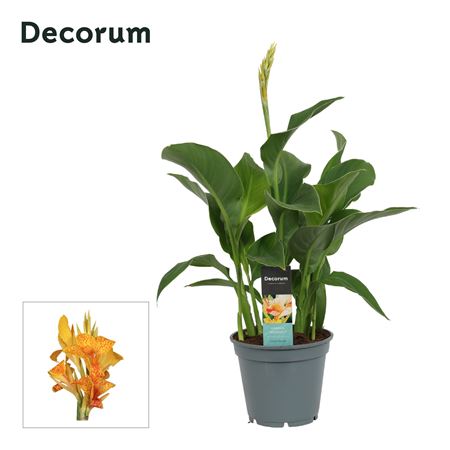 Canna Tenerife (decorum)