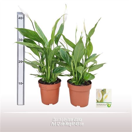 Spathiphyllum Alana