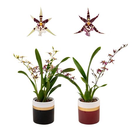 Brassia 1-2st Titanium Treasure Ceramic