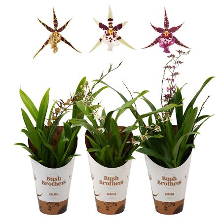 Brassia 2st Ttitanium