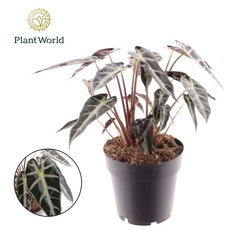Alocasia Bambino Arrow
