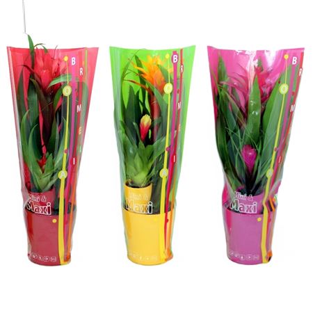 Guzmania Mini Maxi Mix