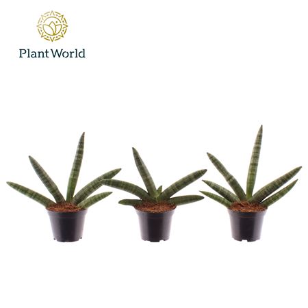 Sansevieria Skyline (decorum)