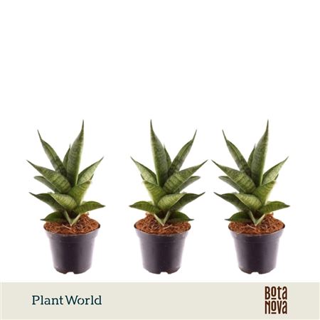 Sansevieria Skyline