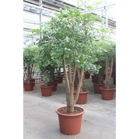 Heteropanax Chinensis