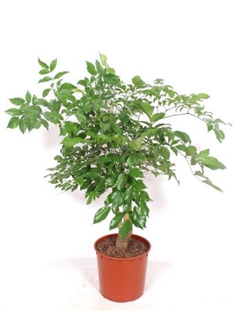 Heteropanax Chinensis