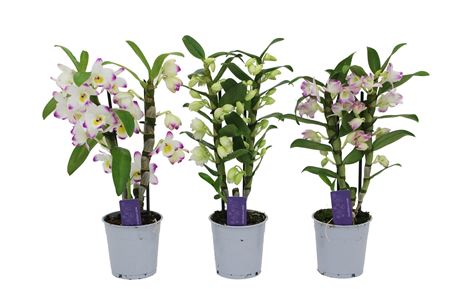 Dendr Nob 2st Basic Mix