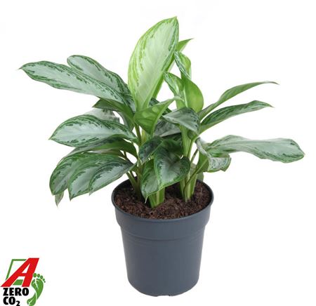 Aglaonema Silver Bay