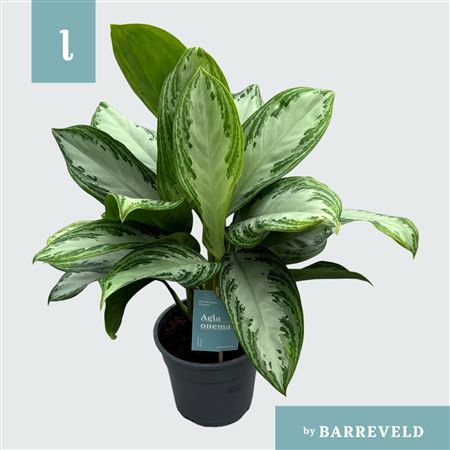 Aglaonema Silver Bay
