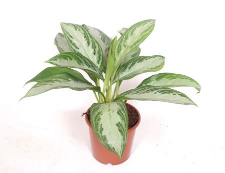 Aglaonema Silver Bay