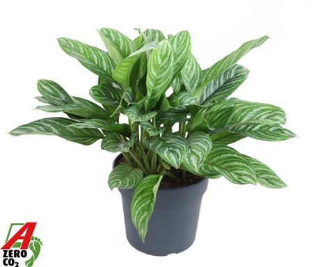 Aglaonema Stripes