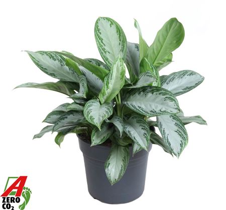 Aglaonema Silver Bay